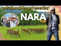 जापानमा खुल्ला जनावरसँग झगडा गर्न मिल्ने पार्क🤣 || NEPALI IN JAPAN🇯🇵