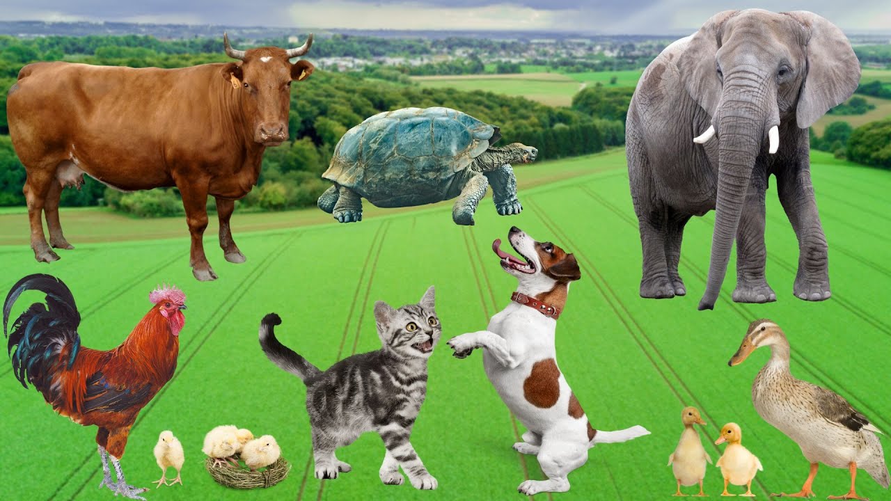 Cute little animals   Dog cat chicken elephant cow tortoise   Animal sounds