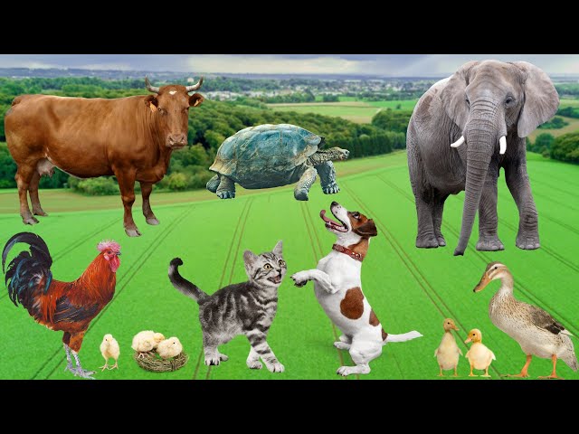 Cute little animals - Dog, cat, chicken, elephant, cow, tortoise - Animal sounds class=