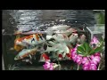 Relaxing Koi Fish Pond with Vibrant Colors