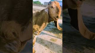 Online Bakra#goat #bakramandi #cow #animals
