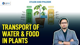 Transport Of Water & Food In Plants | Target CSIR NET Life Science June 2024 | IFAS