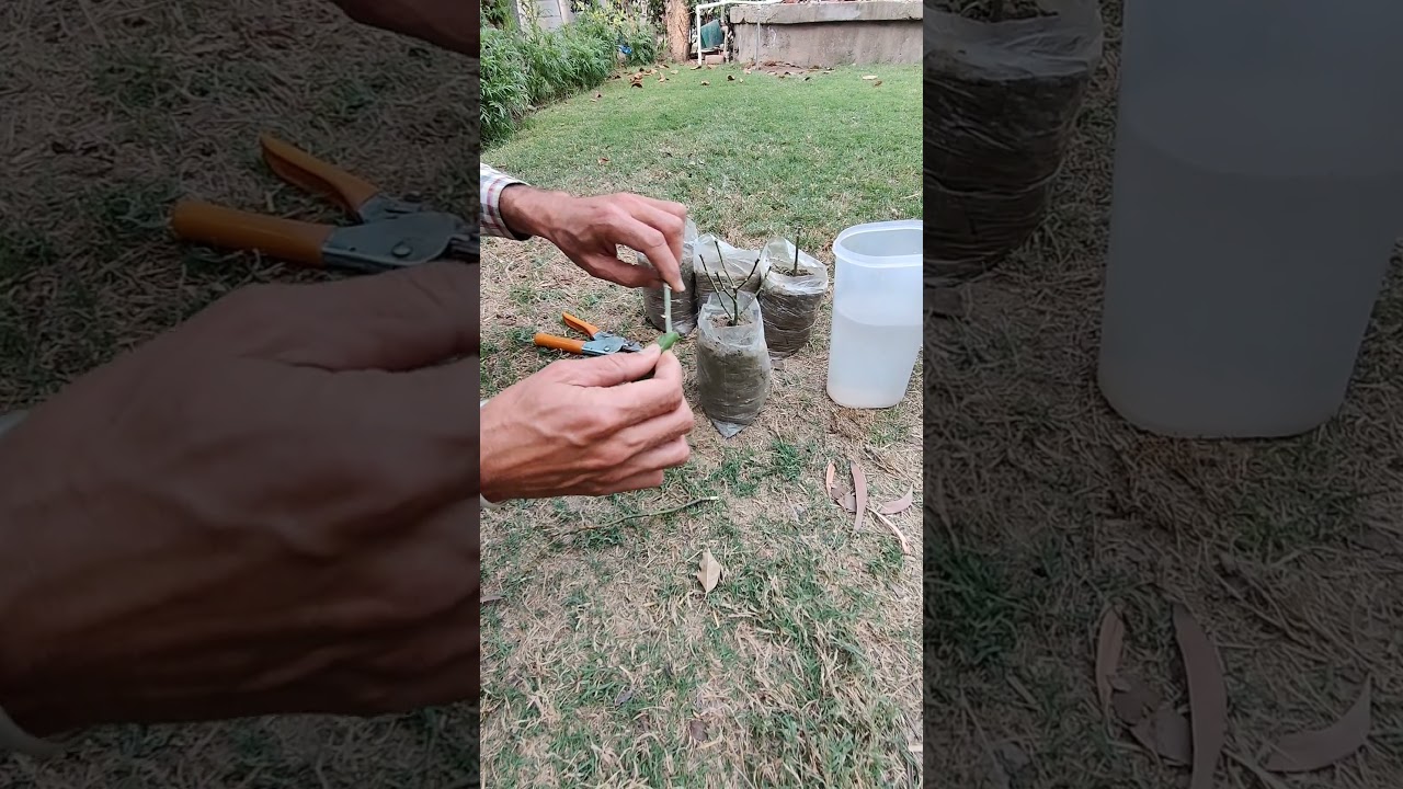 grow cuttings of English Rose 🌹 in  Feb or mar