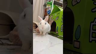 #rabbit #bunny #shorts #cuterabbit #cutebunny #littlebunny #fluffybunny #adorablepets