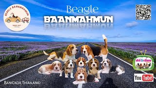 Beagle Baanmahmun (ad.) @Anajak226