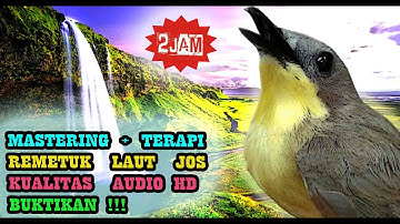 Remetuk Laut Gacor Audio - Masteran Burung Kecil Unik