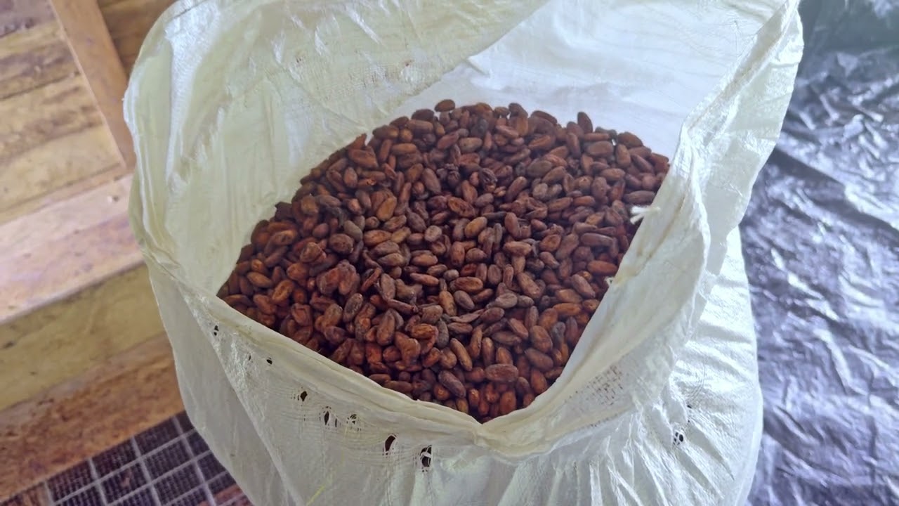 Producing Cocoa in Solomon Islands
