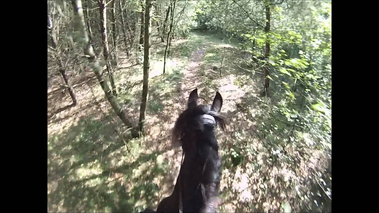 Stal 't Reelaer - Jongerentrektocht