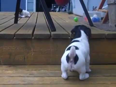 camera iphone 8 plus apk CUTEST PUPPY MOMENTS 2