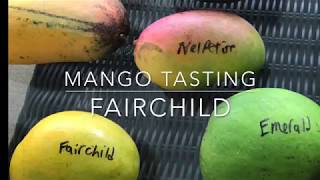 Today, Craig and Celeste taste a Fairchild mango grown in Homestead...