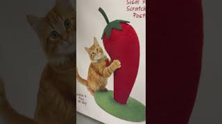 awesome cat chili pepper scratch post awesome cat chili pepper scratch post