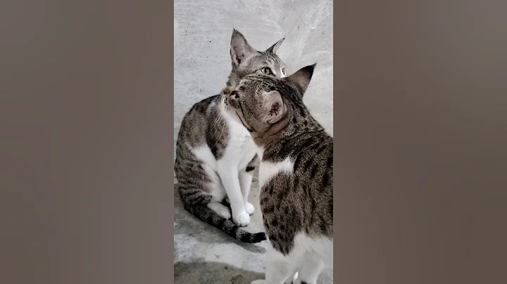 Video 11616551: kitten kitty pets meow, cat kitten kitty meow, meow kitty cute pet, kitty meow funny cats, kitten meow love pets