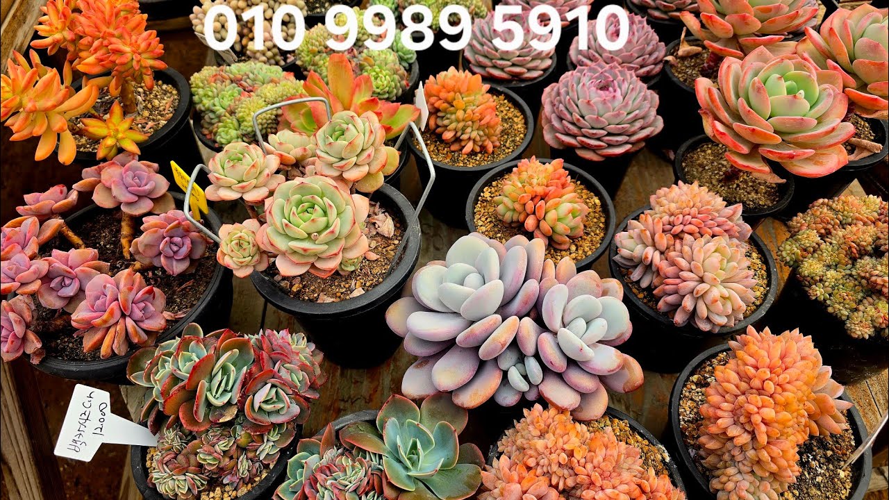 점점더 예뻐진다육판매 ~#마커스금/아돌피철화/제스타철화/블랙테트라/바닐라비스/뉴진스/오렌지/모네/스타마크철화/먼로철화 등등