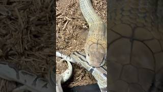 King Cobra EATS Python! #short #shorts #fyp #reptiles #snake #cobra