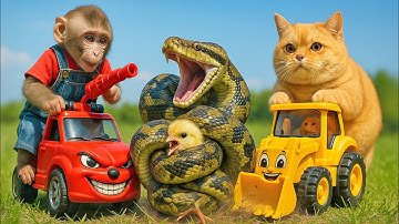 🐵🐱🐶Monkey & Fat Orange Cat Save Chicks from Giant Snake Attack and Enjoy Donut at Sunset in the Park