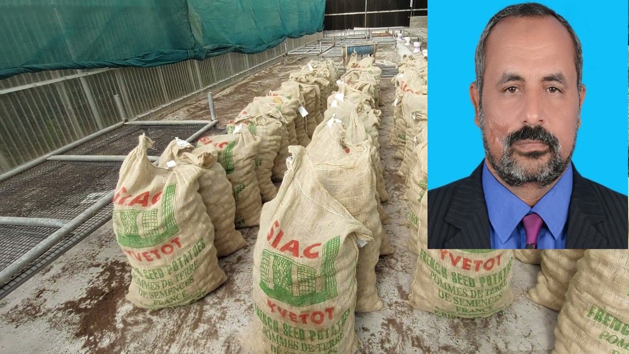 عملية تنبيت البطاطس قبل الزراعة وفحص المظهر الخارجى.