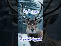 حيوان الرنة  معلومات