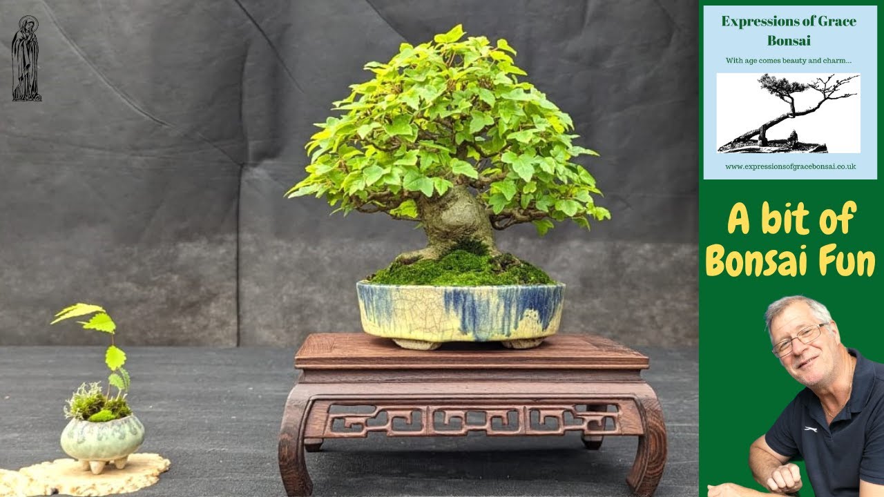 Bigger & Better! The Doncaster Bonsai Experience YouTube