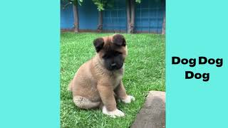 Akita puppies video compilation in 2022