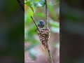 Black Naped Monarch Nest in Goa / Birds exchange duties. #blacknapedmonarch