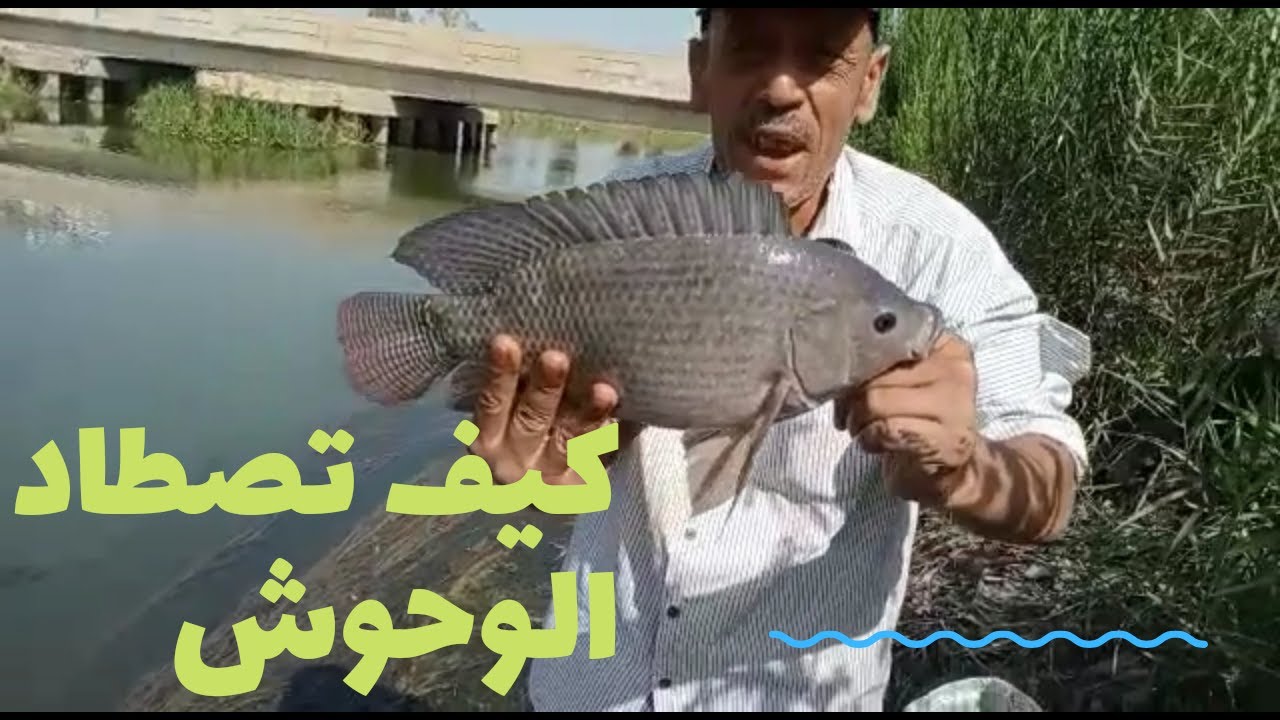 كلمة السر هتخليك تجيب وحوش زى دى خبره صيد السمك بالحشائش فى الفيديو ده