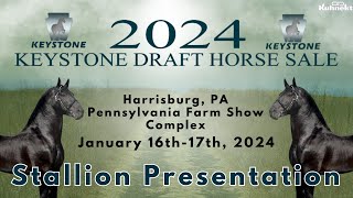 Keystone Draft Horse Sale - Stallion Presentation