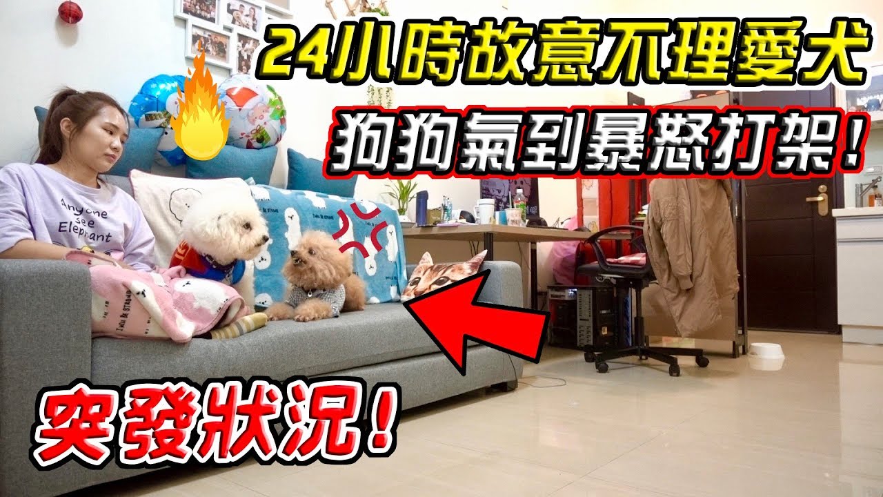 【惡整】姐姐24小時不理愛犬 狗狗竟氣到當場打架 還遭到愛犬強吻！？『突發狀況』【希露弟弟啃雞腿】比熊 貴賓 Bichon Frise Poodle