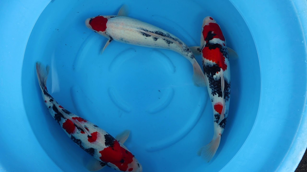 Ikeage 2020 Showa + Tancho Showa female nisai 47-50cm Izumiya