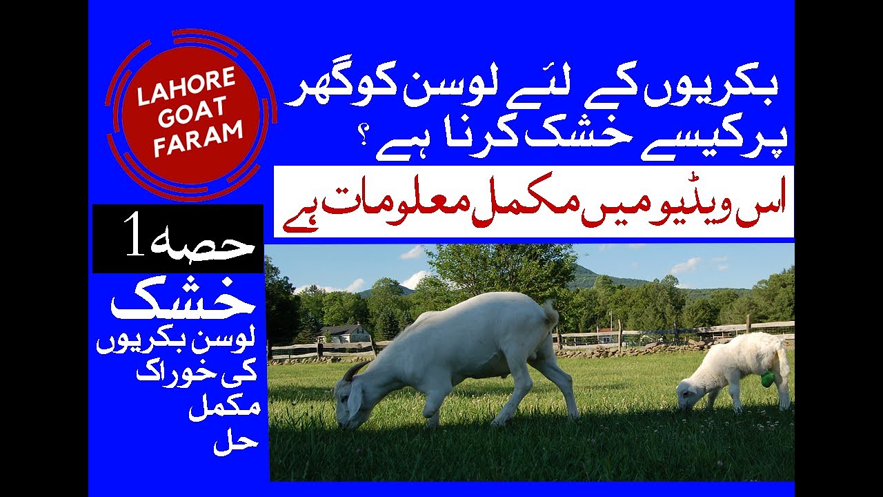 how make (alfalfa) hay for goat at home,gar par lusan ki hay kasy banay