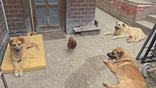 SLEPICE ŠÉFUJE SMEČCE! 🐔👮‍♂️ #slepice #boss #kladno #pes #funny #kapo #dog #dogs #funny #fun  #cute
