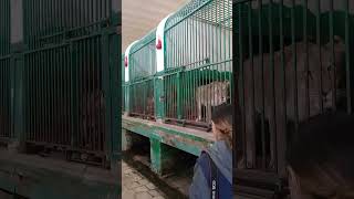 Lion roars at Giza zoo- زئير الأسد في حديقة الحيوان بالجيزة