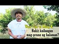Pruning;| Hindi parang Nangugupit ng Damo (Steps on Citrus Pruning) PART 1