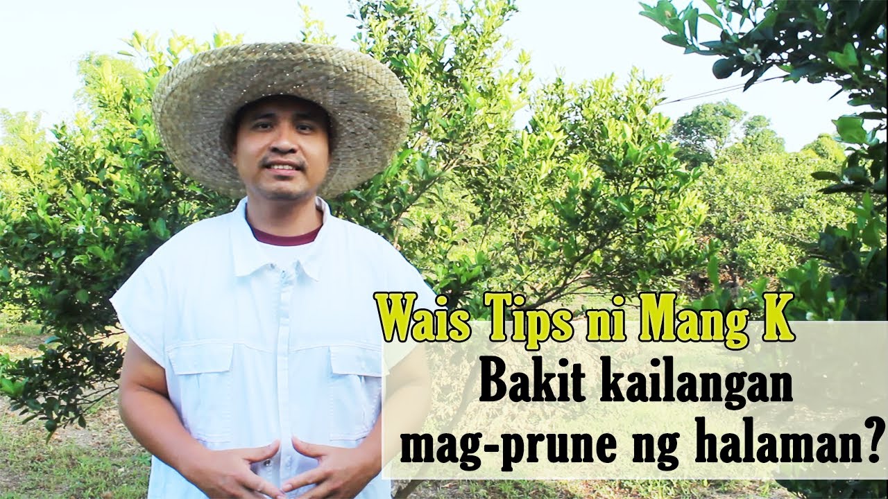 Pruning;| Hindi parang Nangugupit ng Damo (Steps on Citrus Pruning) PART 1