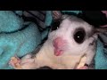 What Noises do a Sugar Glider Make?