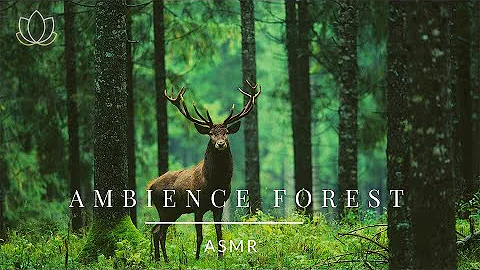 ♫ 乾淨無廣告 ♫ ASMR 白噪音 - 清晨的森林 - 滿滿正能量大自然聲音 ASMR Ambience Morning Forest - 天天要聞