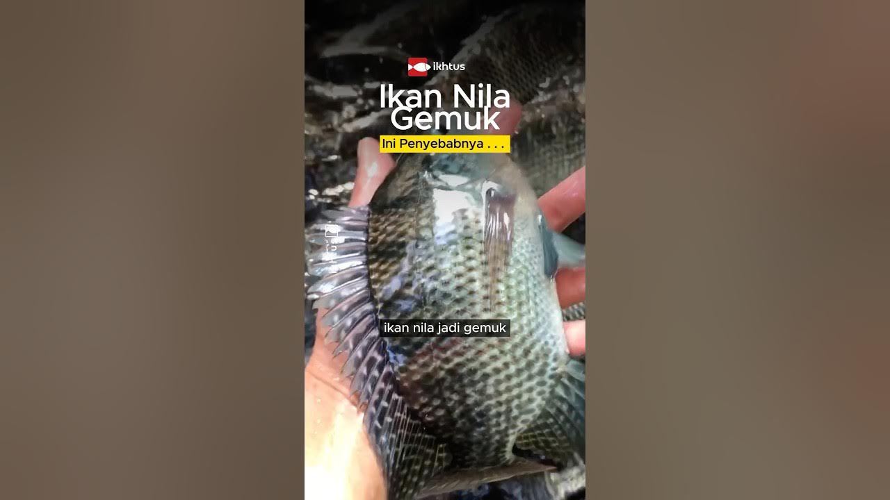 Tips Ikan Nila Jadi Gemoy Gemuk #budidayaikan #ikannila #panenikan Tips Ikan Nila Jadi Gemoy Gemuk #budidayaikan #ikannila #panenikan