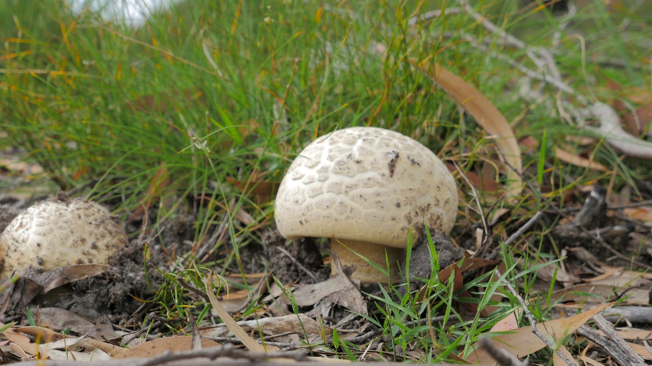 DAY 17 29 12 2017  TOADSTALL ON THE SLIDER WITH GH4 ARTHUR RIVERN ROAD SOUTH      P1900048