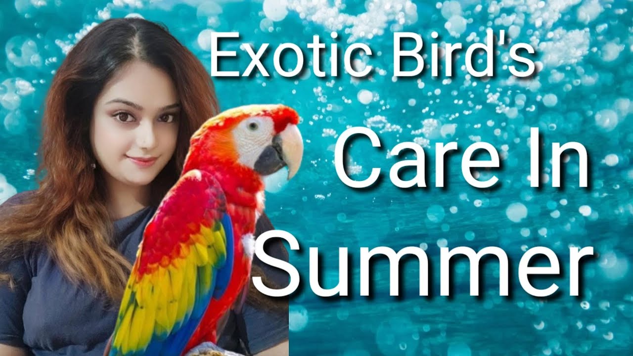 Exotic Bird's Care In Summer || How To Take Care Of Birds In Summer||