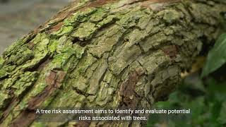 Types Of Tree Reports Exploring Arboricultural Surveys, Tree Risk Essments, And More
