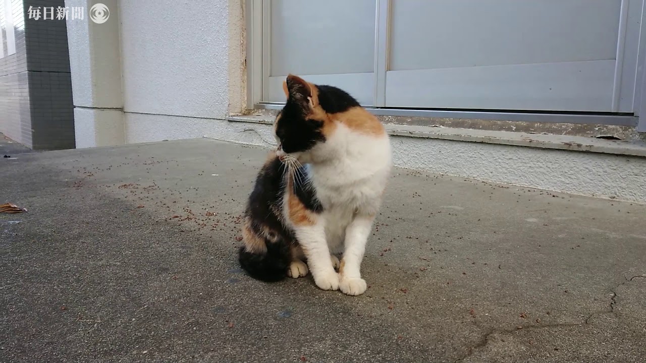 猫スポット の山口大共同獣医学部キャンパス内で 学生が 大学猫 活動 Youtube