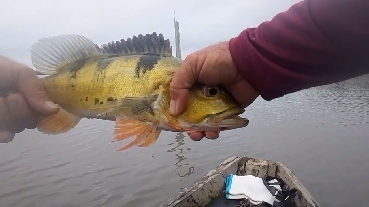 INACREDITÁVEL, MAS É REAL.#PESCA 