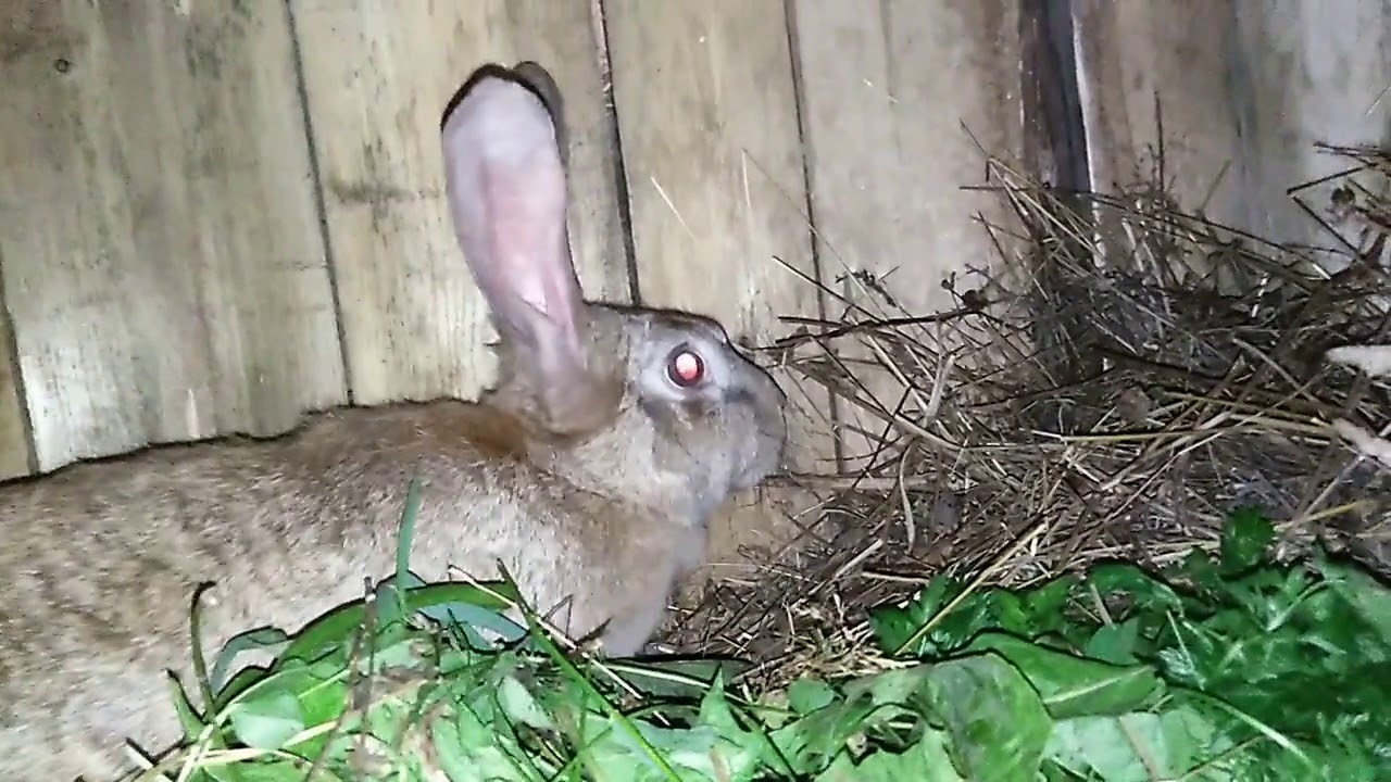 лечение кроликов от ушного клеща - YouTube