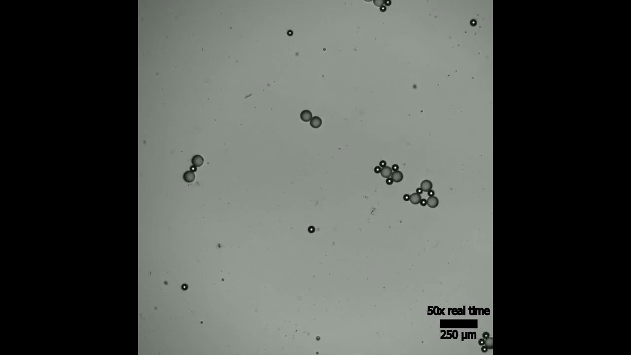 Video 7. Dynamic cluster motions resultant from self-propelled droplets.