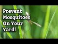 Preventing and Controlling Mosquitoes l Expert Lawn Care Tips