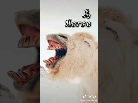 動物の鳴き声の違い カナダ留学 カナダ 留学 留学したい人と繋がりたい 留学エージェント 発音