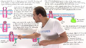 Insulin Signal Transduction Pathway