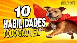 10 Habilidades Secretas Dos Cachorros Que Vão Te Surpreender Você Não Sabia Disso