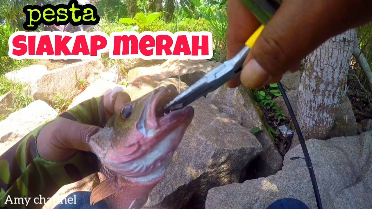 pesta siakap merah,sungai lurus Senggarang.