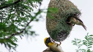 Sana Weavers. Peaceful Piano And Synth Improvisation