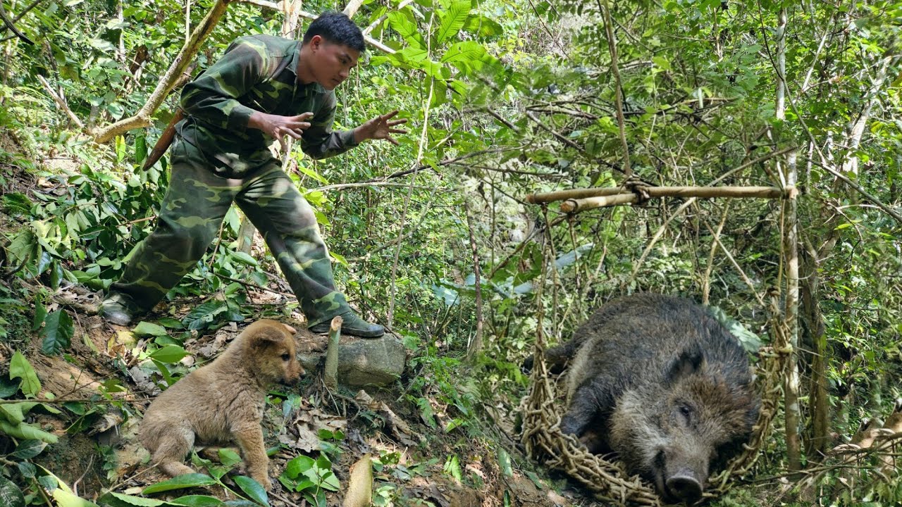 200 Days Living in the Wild: Trapping Wild Boars, Chickens, Pigeons, and Porcupines